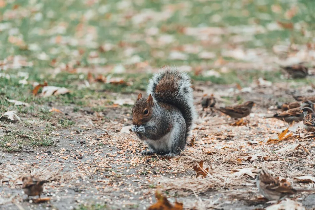 A squirrel on the ground of a park next to some birds