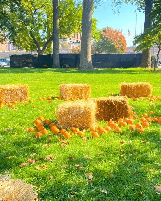A photo of Franklin Square's seasonal Pumpkin Patch.